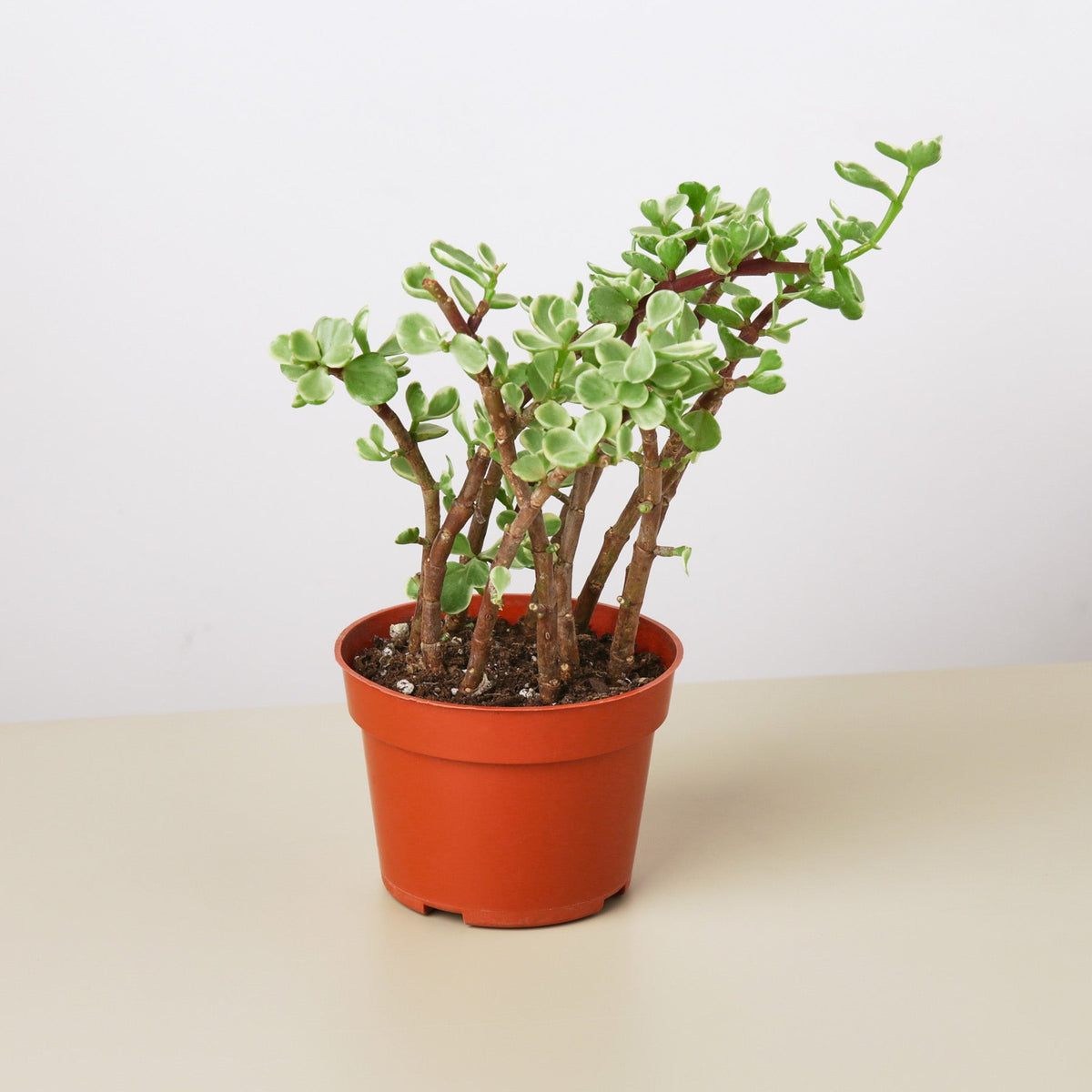 Succulent Portulacaria Rainbow Bush in orange pot with green leaves House Plant Shop on Tampa Home & Garden Store