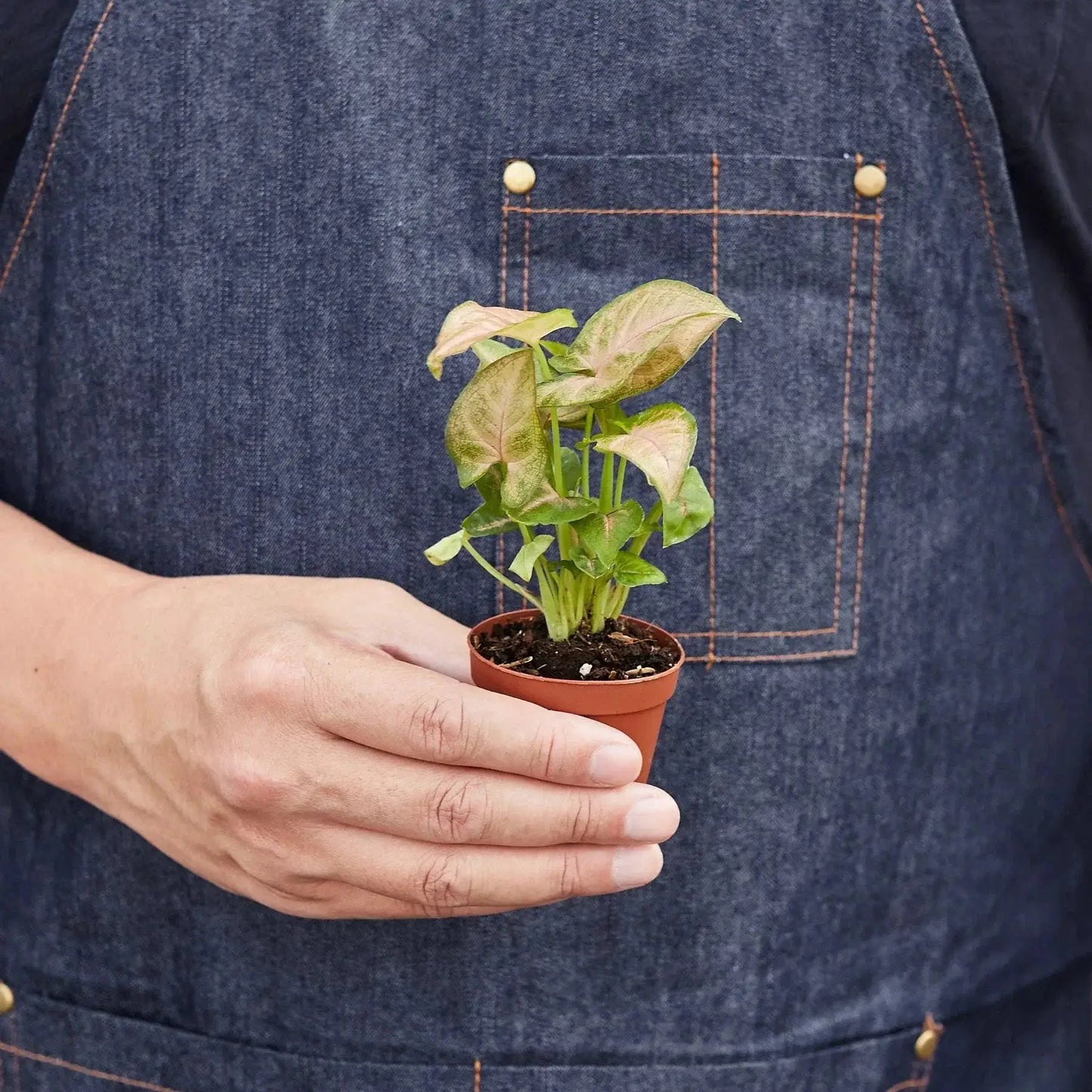 Syngonium Strawberry - Tampa Home & Garden Store