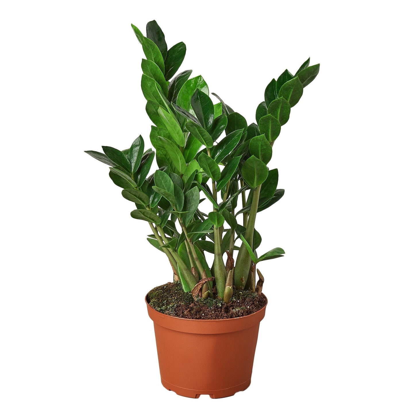 Zamioculcas Zamiifolia ZZ plant in a 6-inch terracotta nursery pot with glossy green leaves on Tampa Home & Garden Store