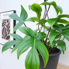 10 Inch Philodendron Florida Green hanging basket plant with lush leaves in a black pot on Tampa Home & Garden Store