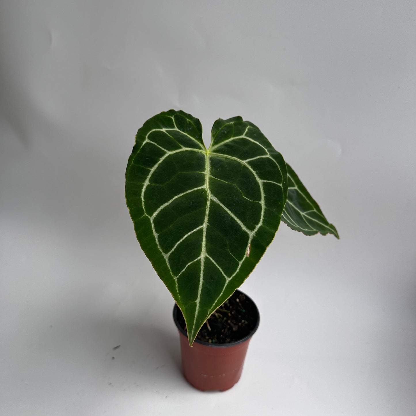 Anthurium Crystallinum plant with dark green leaves and white venation in a terracotta pot on Tampa Home & Garden Store