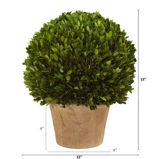 15” Boxwood Ball Preserved Plant in Planter - Tampa Home & Garden Store