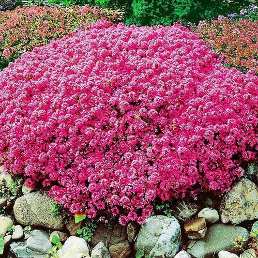 15000+ Vibrant Red Creeping Thyme Seeds - Hardy Drought-Tolerant Ground Cover (Thymus Serpyllum) - Heirloom & Open-Pollinated - Tampa Home & Garden Store