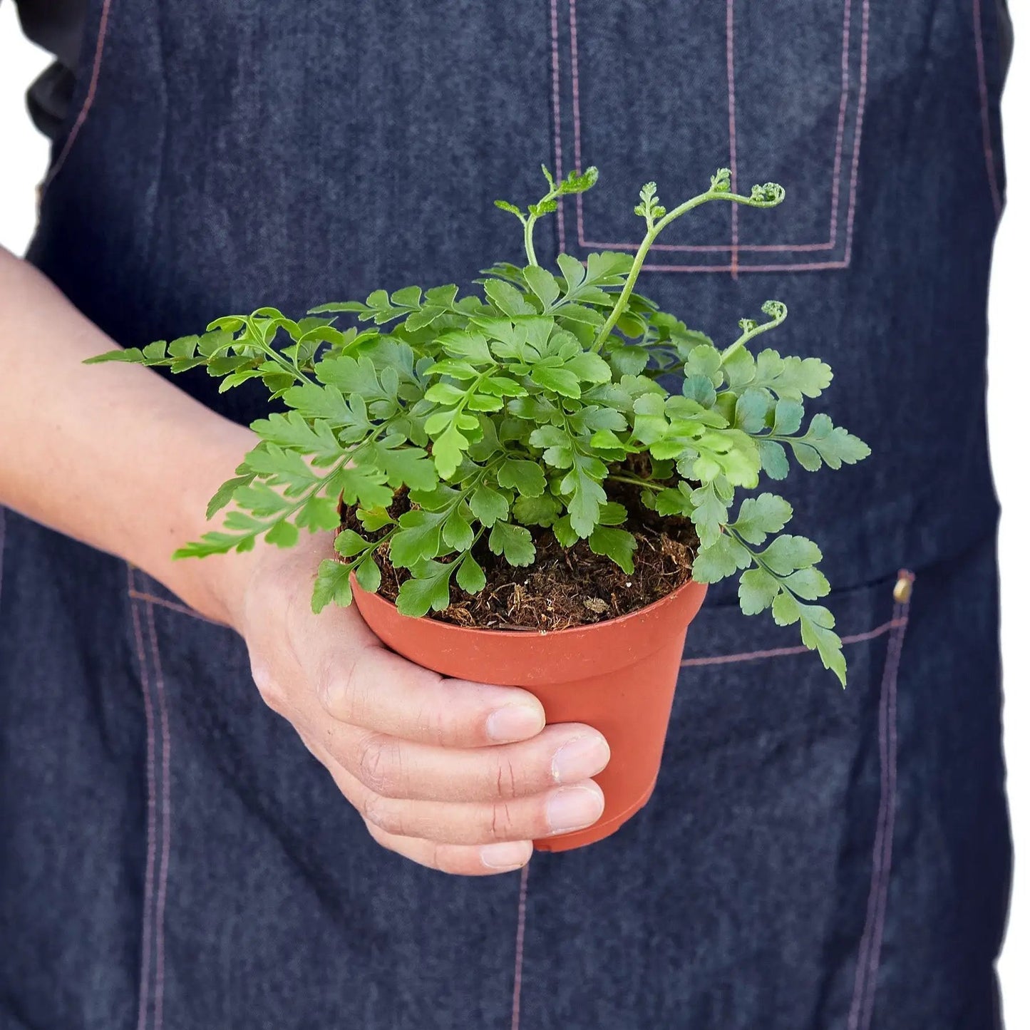 Austral Gem Fern - Tampa Home & Garden Store