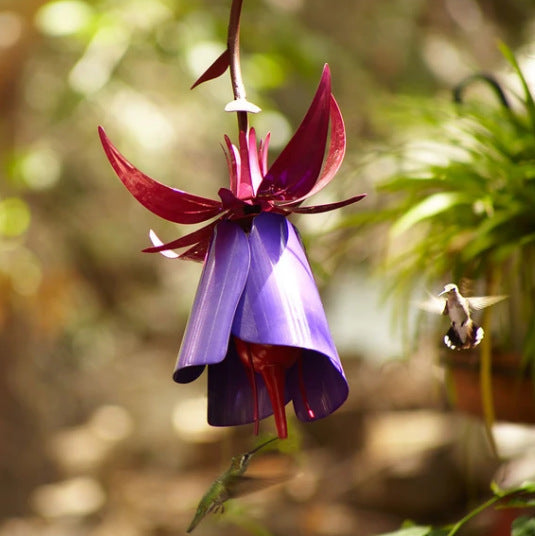 Sensation Pink Coneflower Bird Feeder, purple bloom with pink petals, Sell My Stuff on Tampa Home & Garden Store
