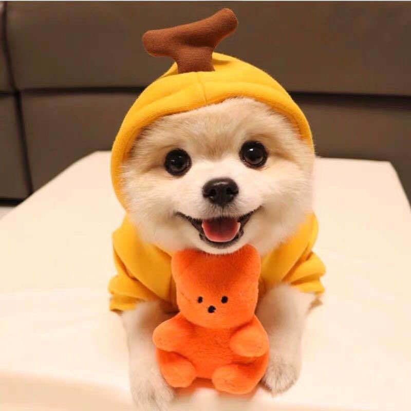 Pet Zen cute fruit hoodie for small dogs in yellow fleece 2 items: dog and orange plush bear toy on Tampa Home & Garden Store