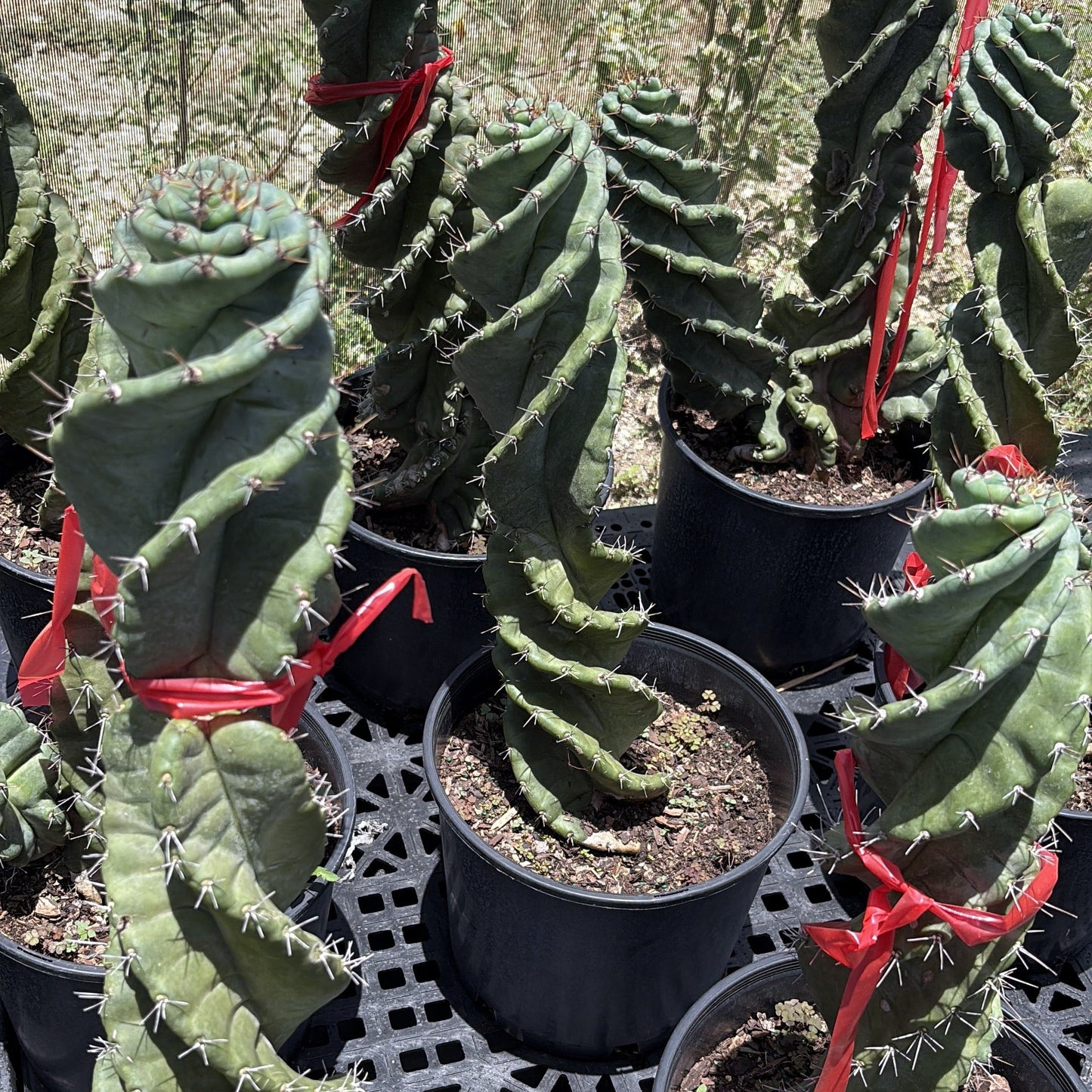 Cactus spirale Spiralis