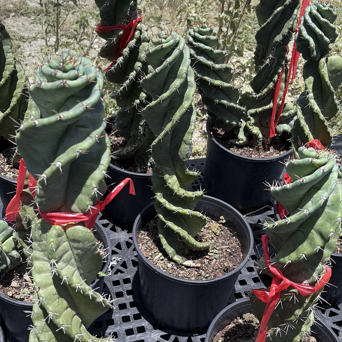 Cactus espiral Spiralis