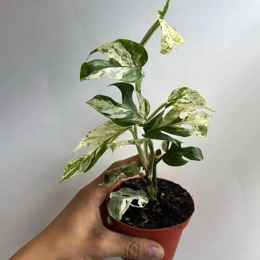 Epipremnum Pinnatum Marble Flame pothos with green leaves in a red pot RUNOPLANTS on Tampa Home & Garden Store