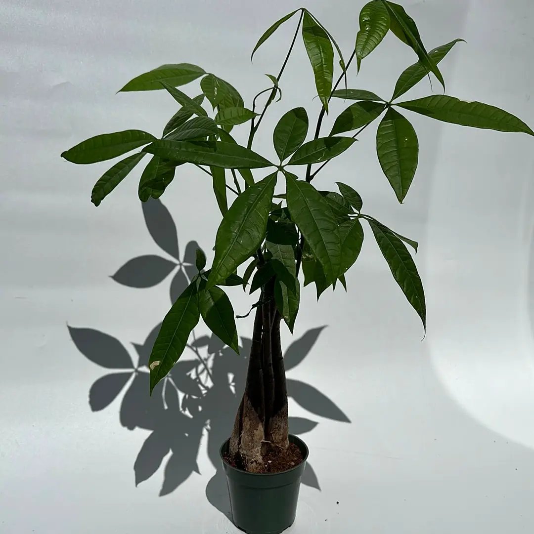 Árbol del dinero