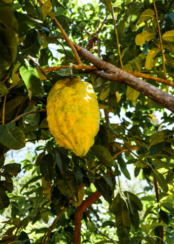 Ponderosa Lemon Tree (Citrus × pyriformis)