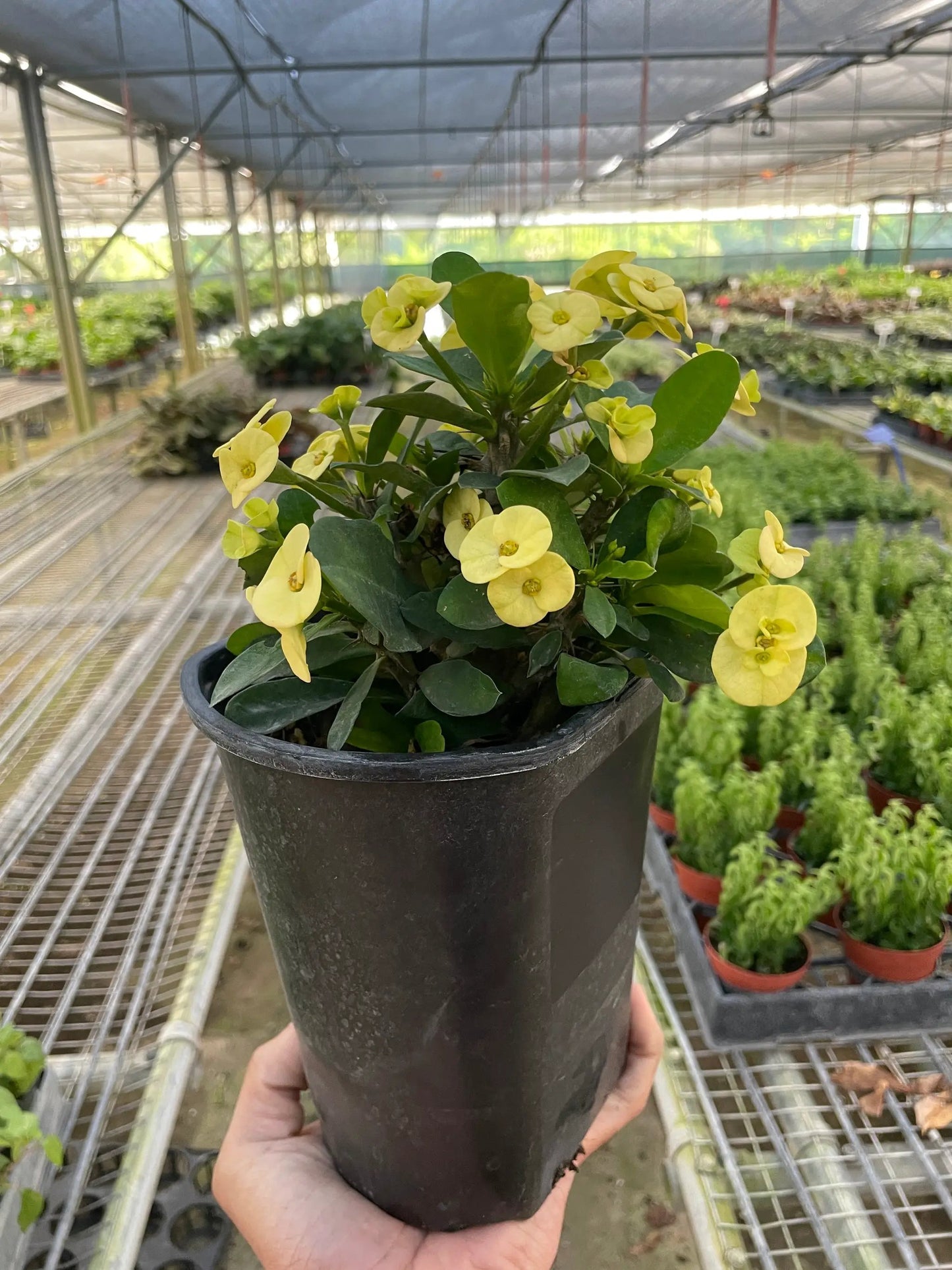 Crown of Thorns | Long-Lasting Red & Yellow Flowering Plant | House Plant Shop - Tampa Home & Garden Store