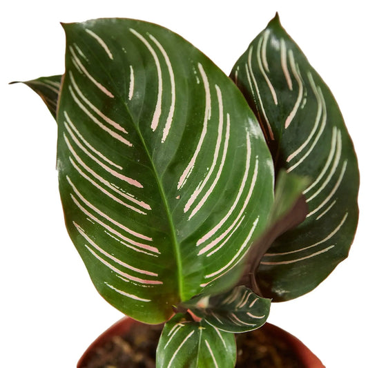 Calathea Ornata Peacock Plant with green leaves and pink pinstripes indoor potted plant on Tampa Home & Garden Store