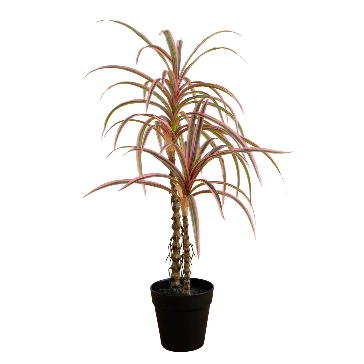 2 ft Dracaena Marginata artificial plant, two trunks with pink-tinged leaves in a pot on Tampa Home & Garden Store