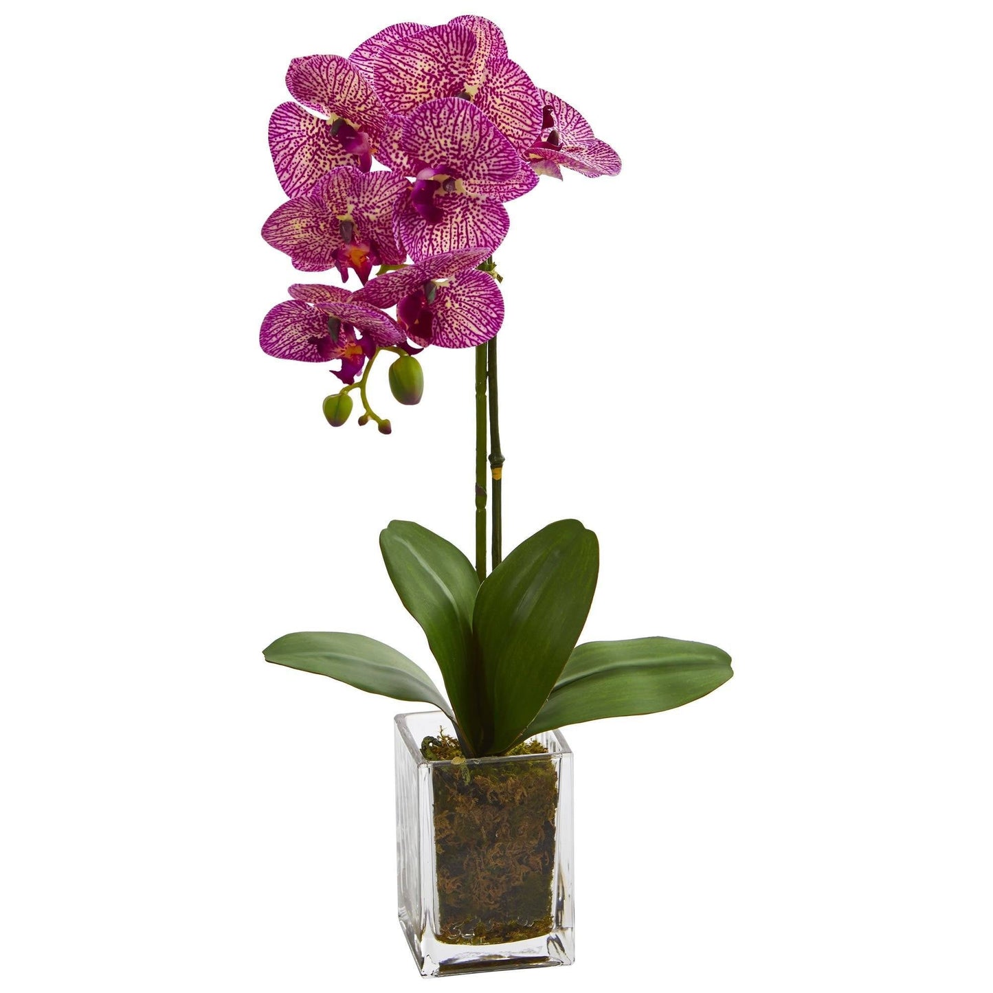 20” Orchid Phalaenopsis in vase - Tampa Home & Garden Store