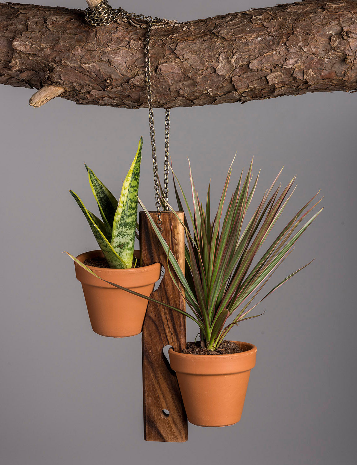Kalmar Home hanging plant holder with two pots on backboard, snake plant and spiky plant on Tampa Home & Garden Store