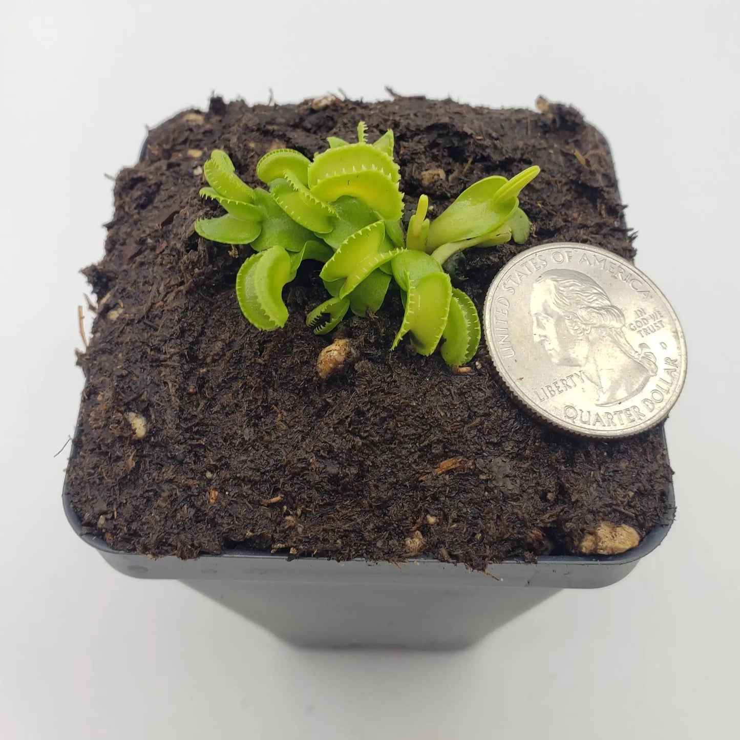 Venus flytrap (Dionaea muscipula) "GJ Giant Cudo" - Tampa Home & Garden Store