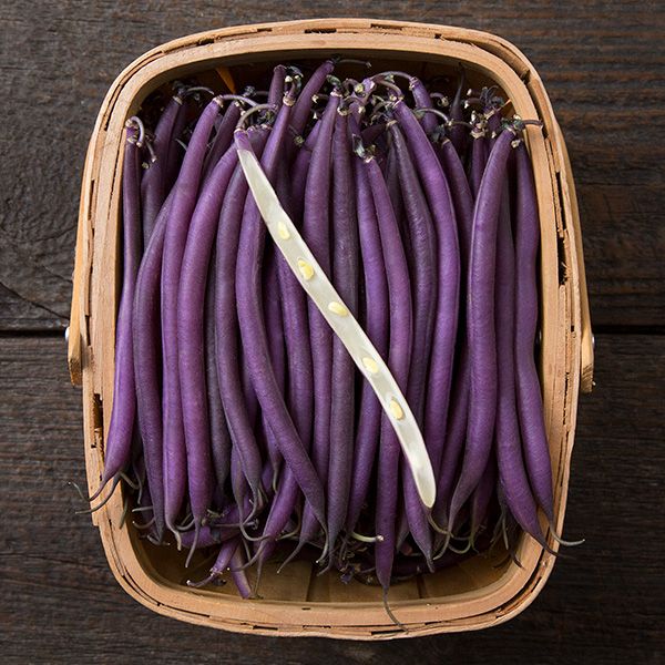 Celine colored snap bush bean seeds, vibrant purple beans in a basket Seedtime Store on Tampa Home & Garden Store