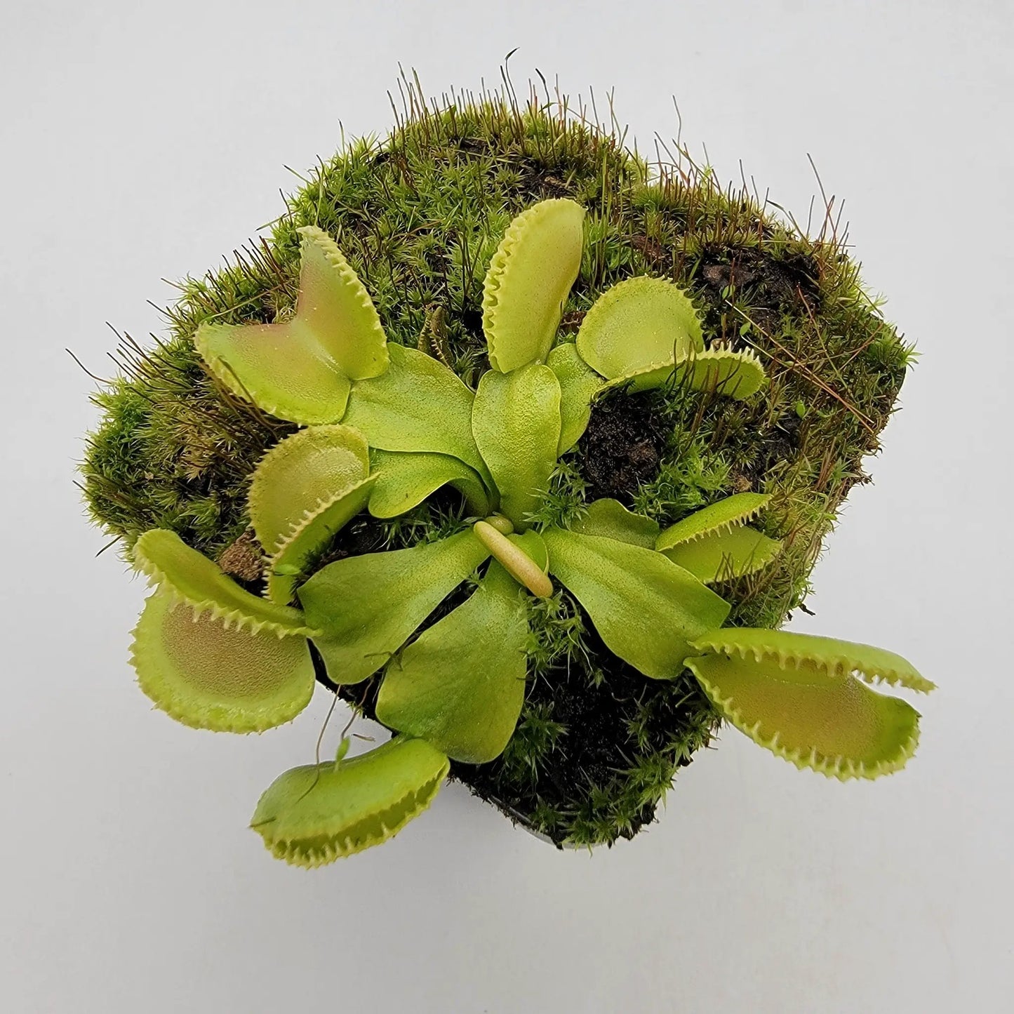 Venus flytrap (Dionaea muscipula) 'Cracker' - Tampa Home & Garden Store