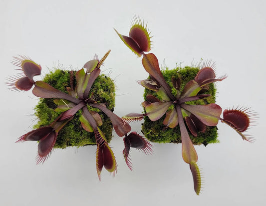 Venus Flytrap plant Red Burgundy live plant, 2 rosettes on moss on Tampa Home & Garden Store
