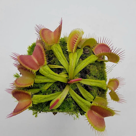 Venus flytrap plant Schuppenstiel II with red-tipped traps and bright green foliage on Tampa Home & Garden Store