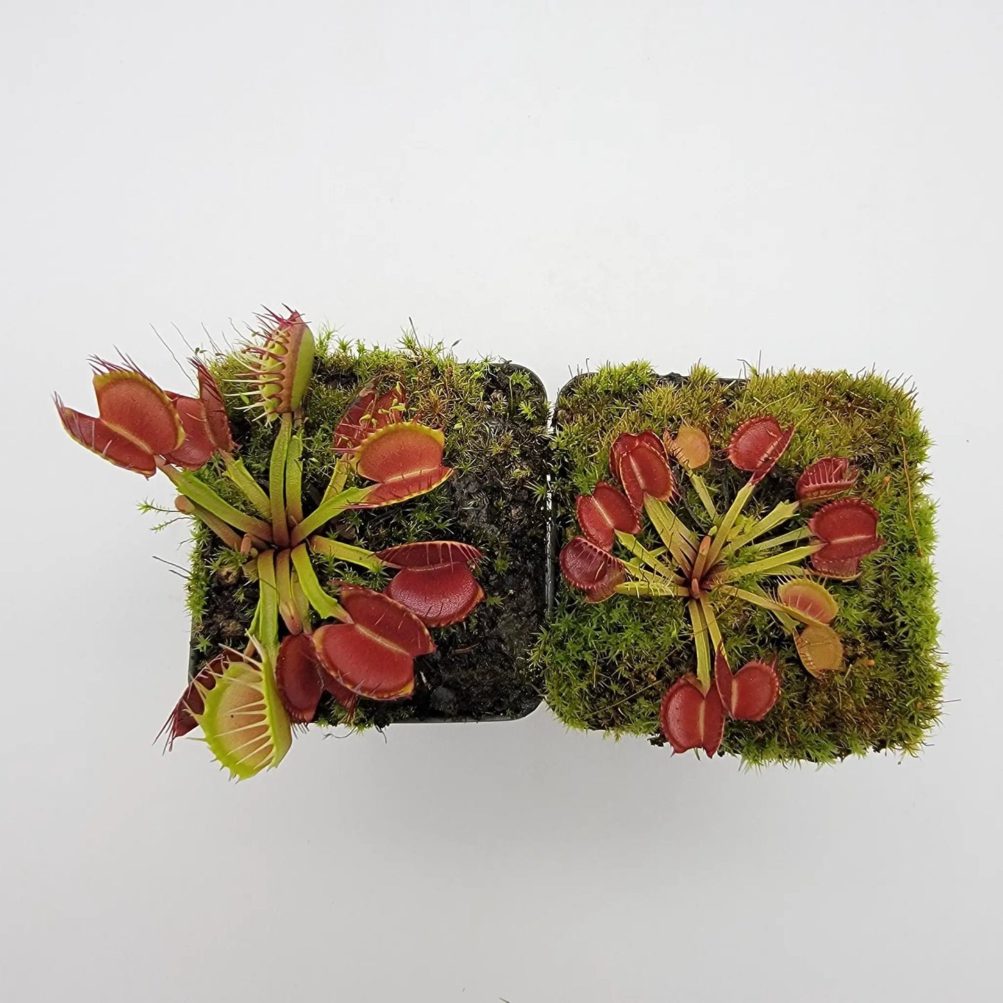Venus flytrap (Dionaea muscipula) 'Long Red Fingers' - Tampa Home & Garden Store