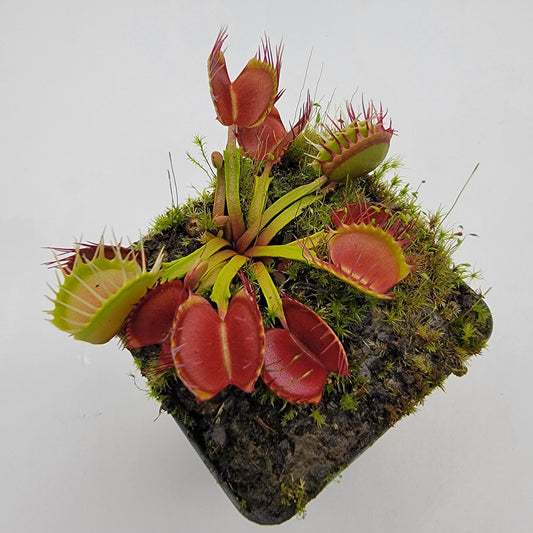 Venus flytrap (Dionaea muscipula) 'Long Red Fingers'