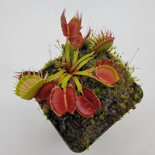 Venus flytrap Dionaea muscipula Long Red Fingers plant with red traps and green margins in mossy pot on Tampa Home & Garden Store
