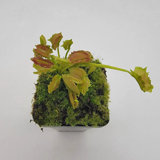 Venus flytrap Biohazard II Dionaea muscipula, potted plant with green leaves edged red in moss on Tampa Home & Garden Store