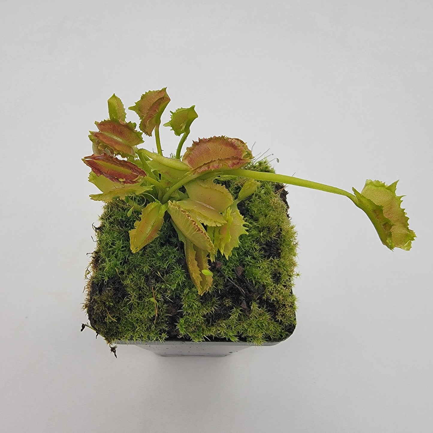 Venus flytrap (Dionaea muscipula) "Biohazard II" - Tampa Home & Garden Store