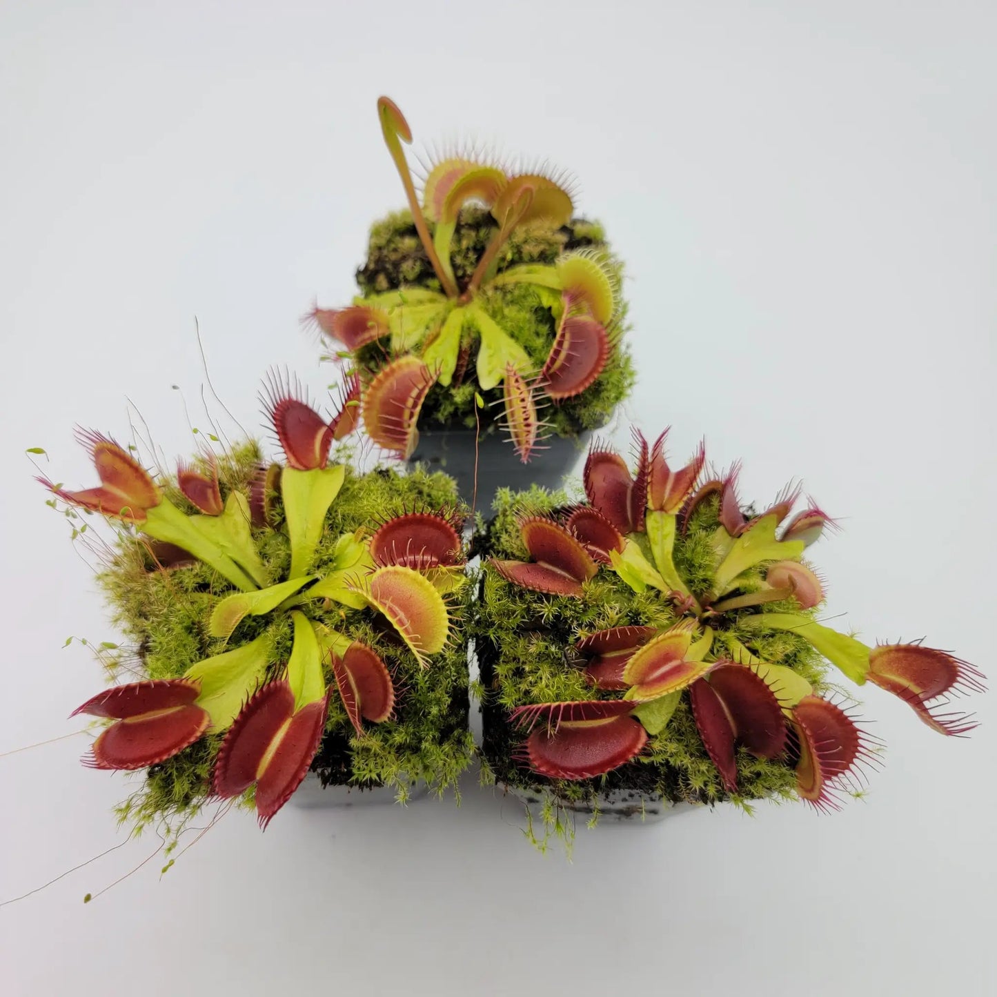 Venus flytrap (Dionaea muscipula) 'Schuppenstiel II' x 'Schuppenstiel II' - Tampa Home & Garden Store