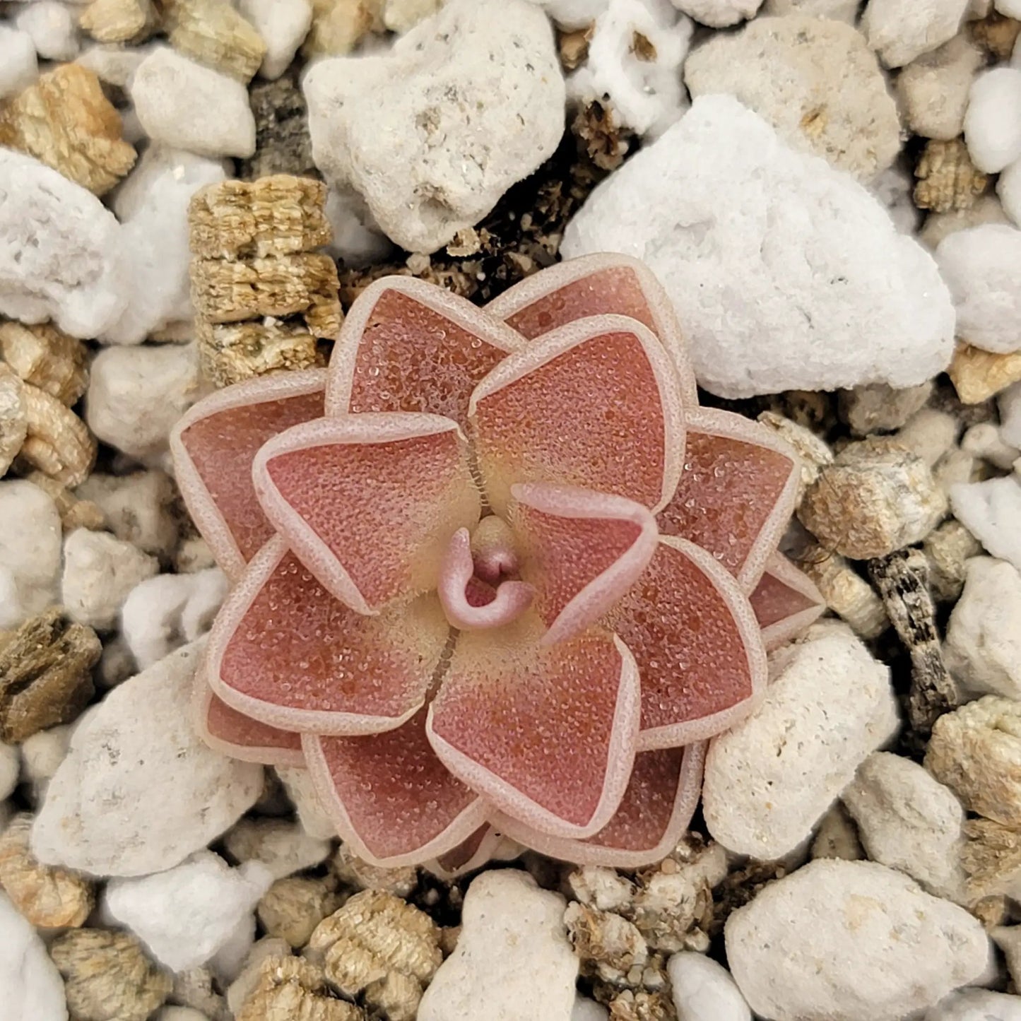 Pinguicula ehlersiae 'Victoria' - Tampa Home & Garden Store