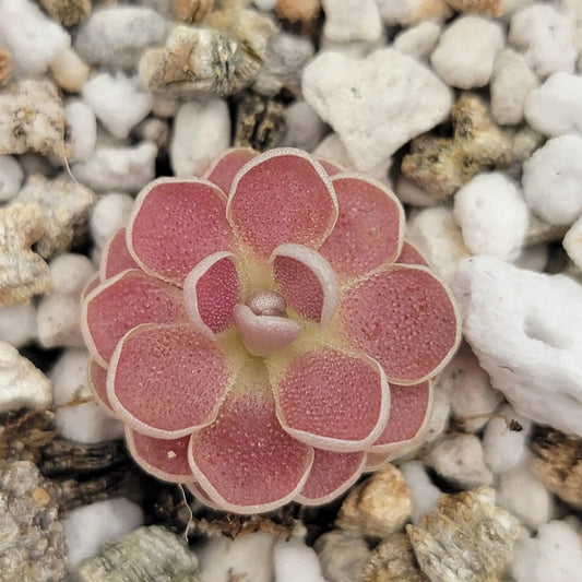 Pinguicula Florian butterwort rosette with pink leaves and pale margins on gravel on Tampa Home & Garden Store