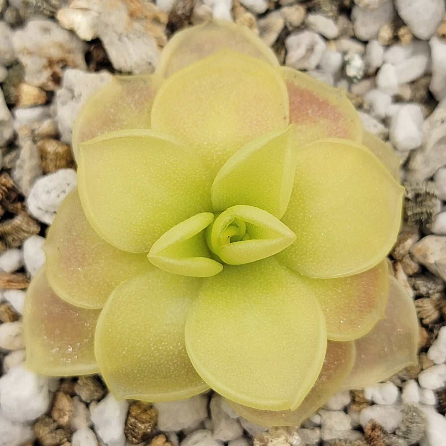 Pinguicula moranensis var. caudata x spec. Guatemala - Tampa Home & Garden Store