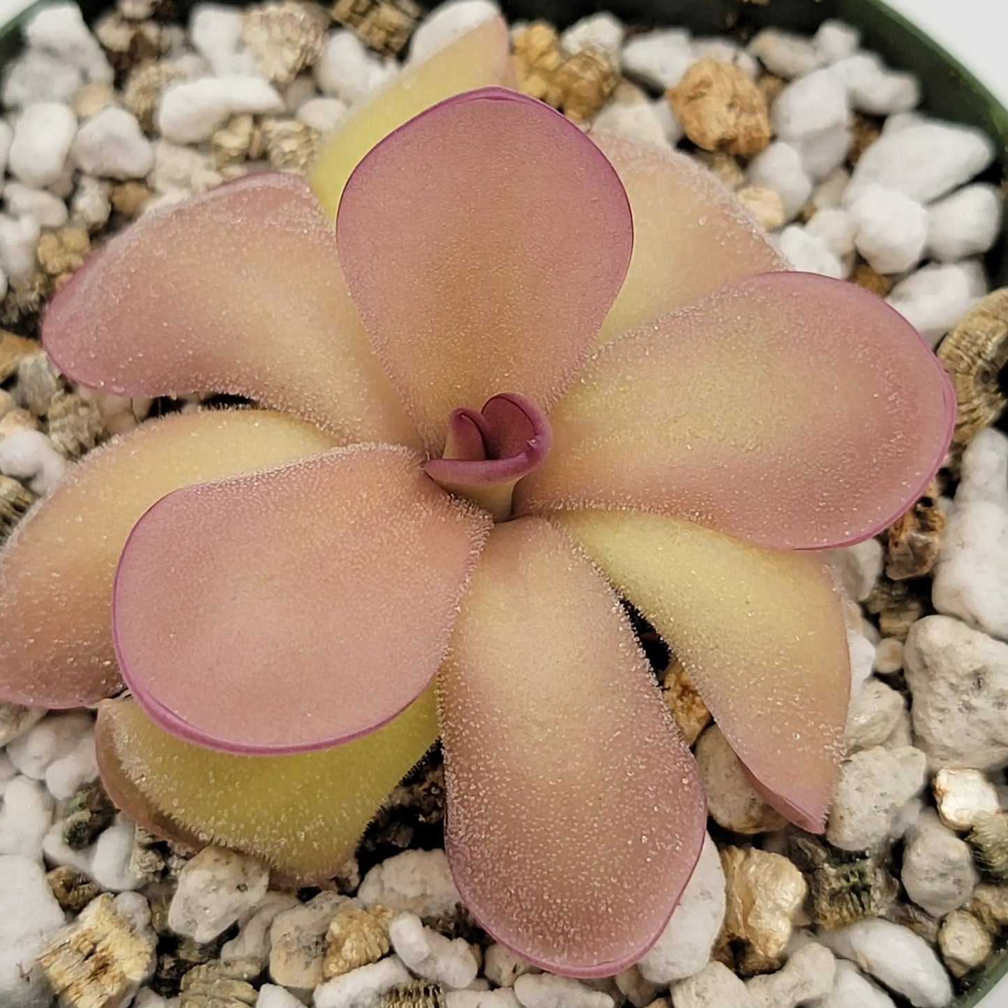 Pinguicula agnata 'El Lobo' x hemiepiphytica - Tampa Home & Garden Store