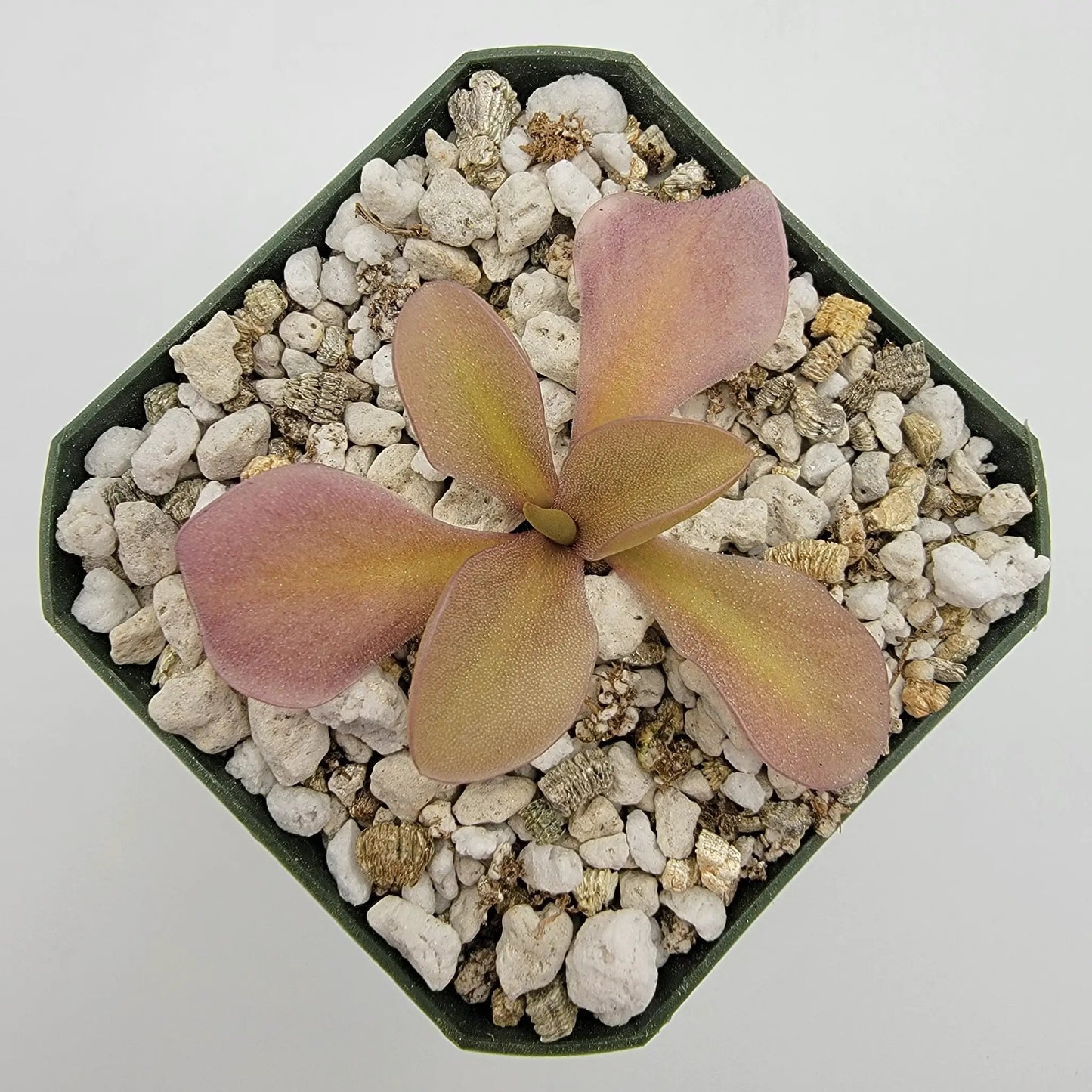 Pinguicula gigantea red x zamudioana - Tampa Home & Garden Store