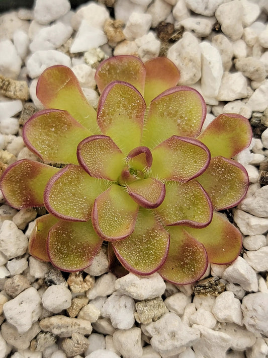 Pinguicula kondoi butterwort starter plant with lime-green rosette and pink margins on Tampa Home & Garden Store