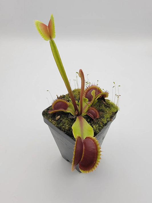 Venus flytrap Sawtooth Red Piranha plant in a mossy pot with red traps edged in yellow on Tampa Home & Garden Store