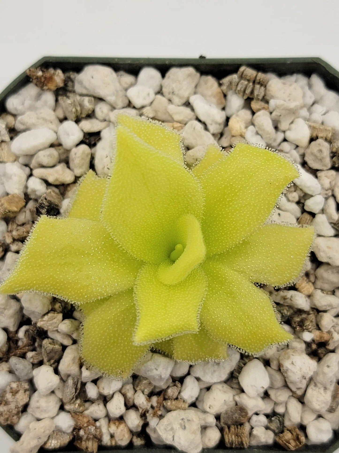 Pinguicula colimensis - Tampa Home & Garden Store