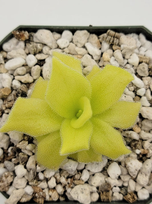 Pinguicula Colimensis lithophytic butterwort rosette with lime leaves in white gravel substrate on Tampa Home & Garden Store