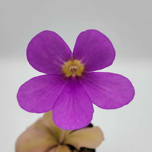 Butterwort Pinguicula gigantea red Zamudioana hybrid flower with purple petals and yellow center on Tampa Home & Garden Store