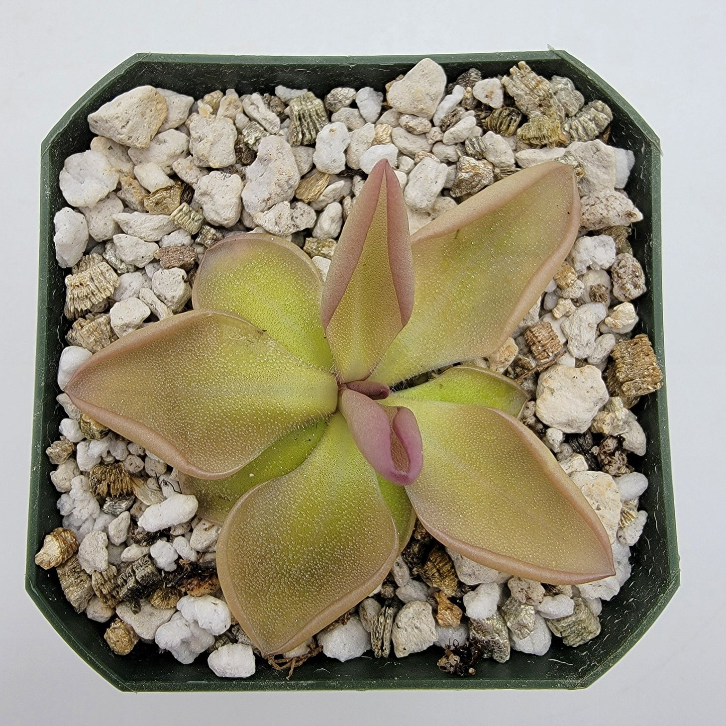 Planta de Pinguicula hemiepiphytica x zamudioana
