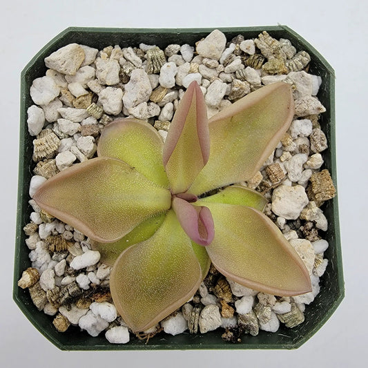 Pinguicula hemiepiphytica x Zamudioana butterwort with pink margins in gravel pot Tampa on Tampa Home & Garden Store