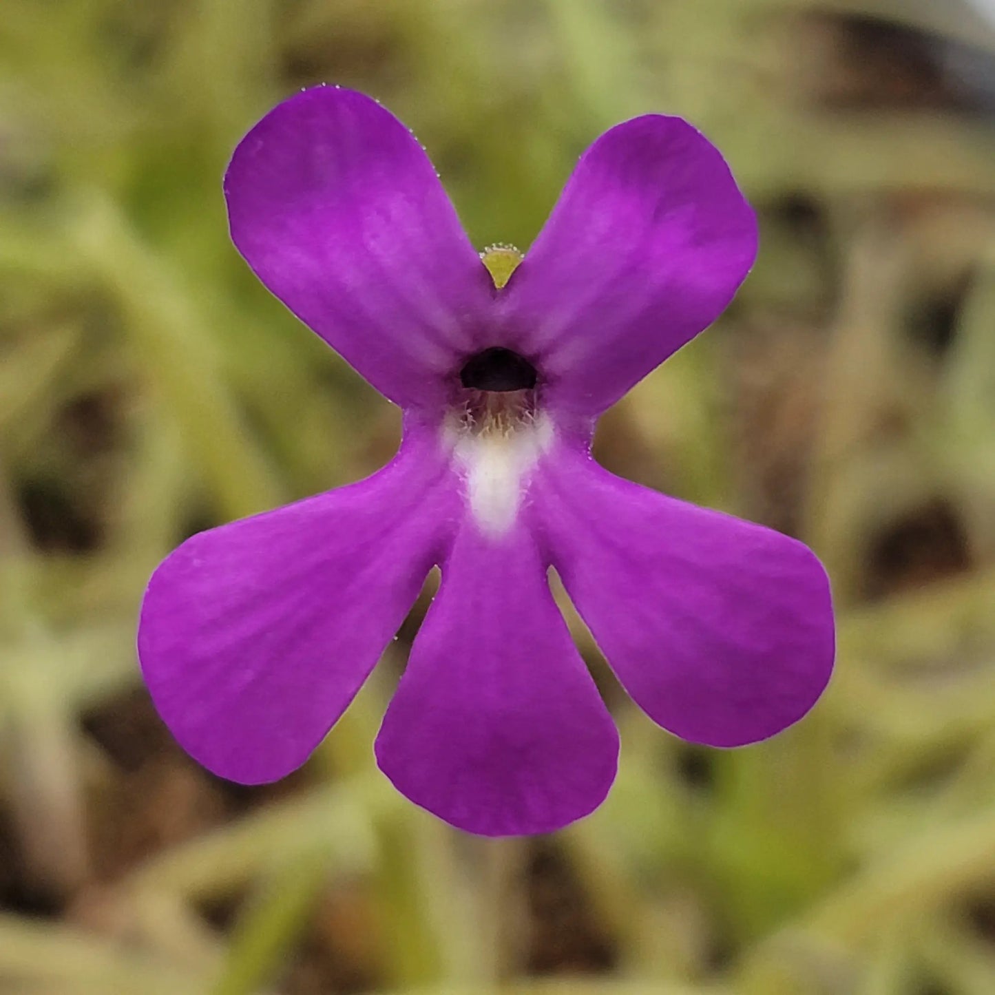 Pinguicula gypsicola x moctezumae - Tampa Home & Garden Store