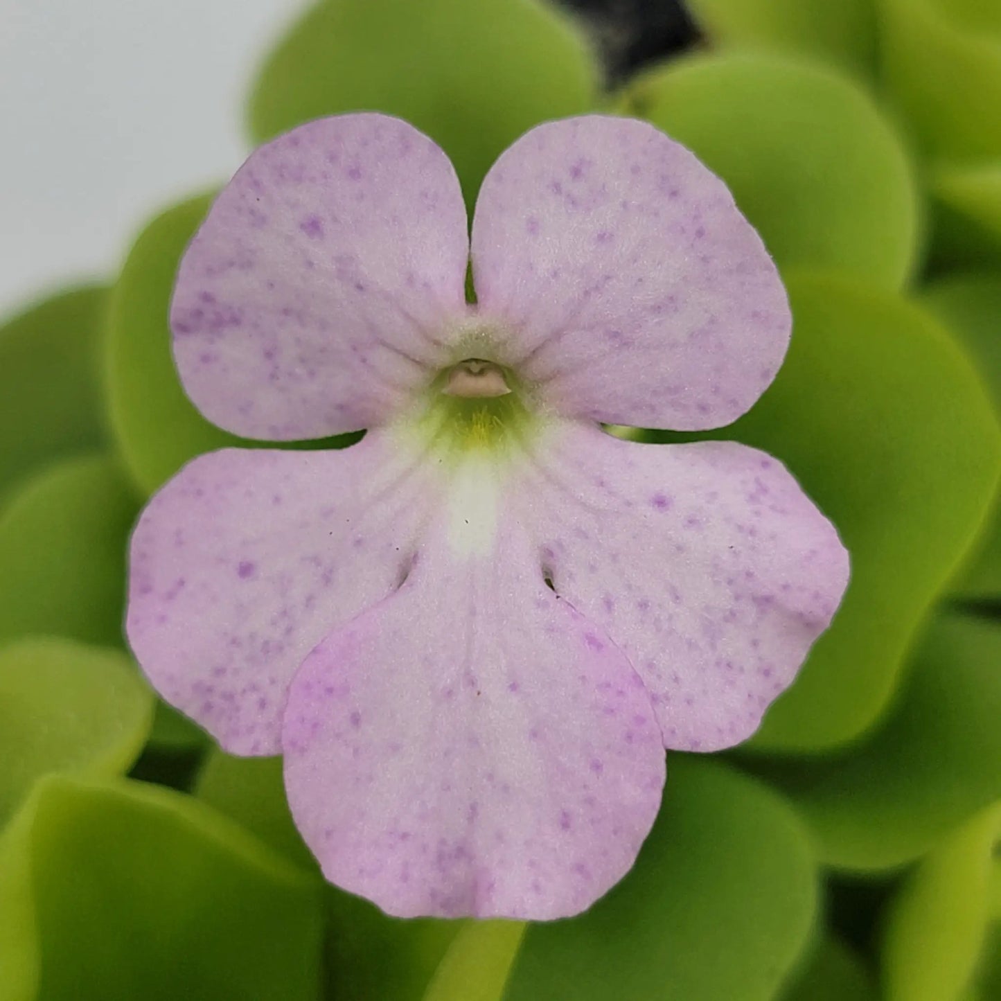 Pinguicula Pecosita Seed Grown Freckled Flower