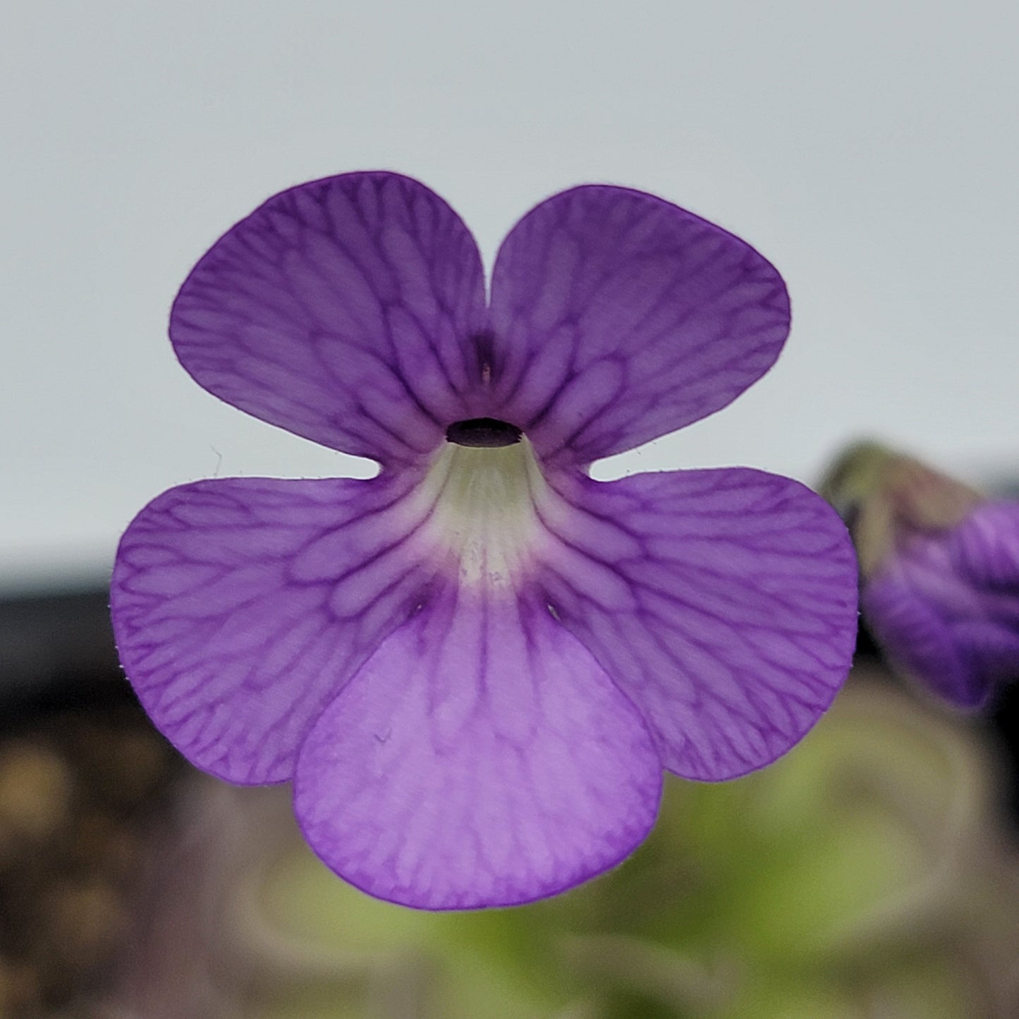 Pinguicula jaumavensis x cyclosecta live plant