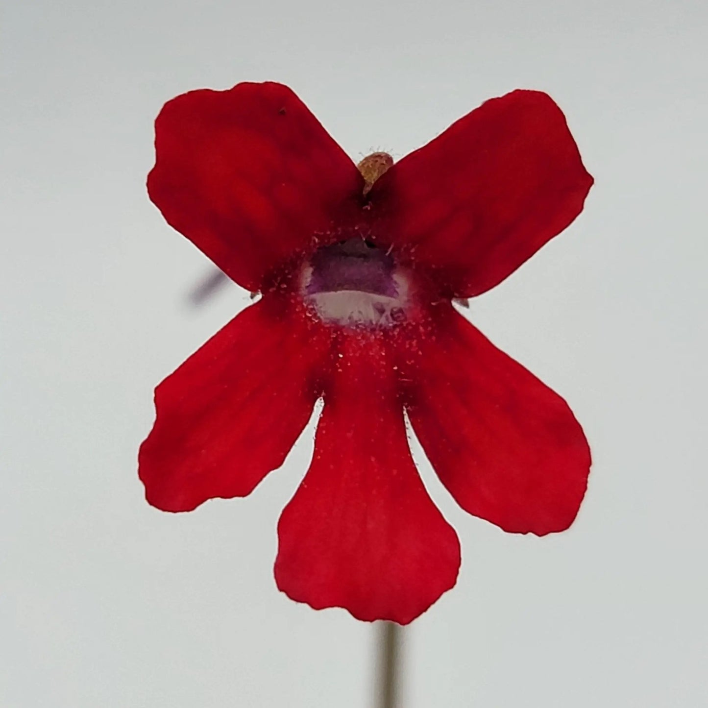 Pinguicula laueana "Narrow Flower" - Tampa Home & Garden Store