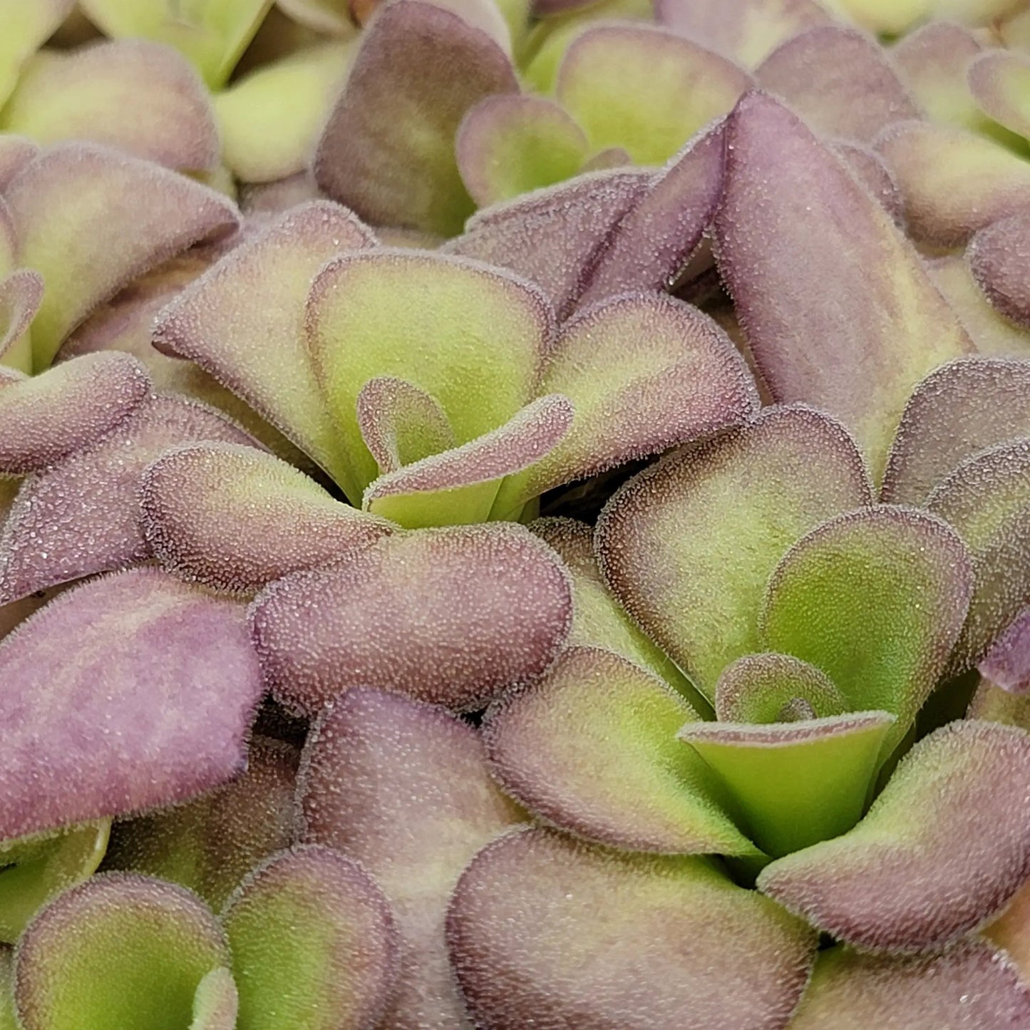 Pinguicula agnata 'Ekuma' - Tampa Home & Garden Store