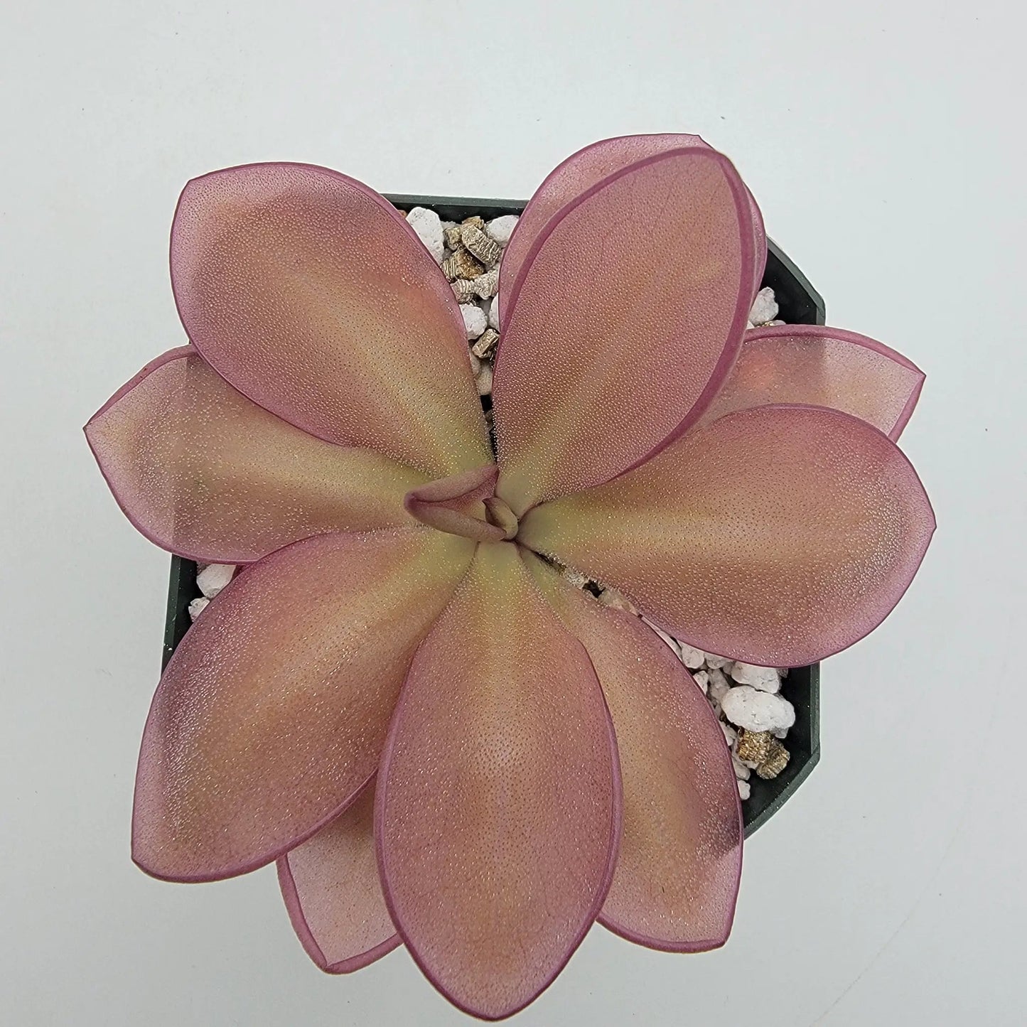 Pinguicula moranensis {Veracruz} - Tampa Home & Garden Store