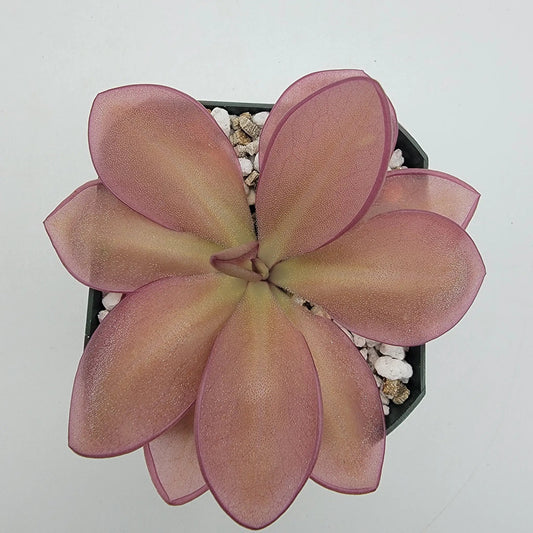 Pinguicula Moranensis Veracruz Butterwort pink-purple rosette leaves in small pot on Tampa Home & Garden Store